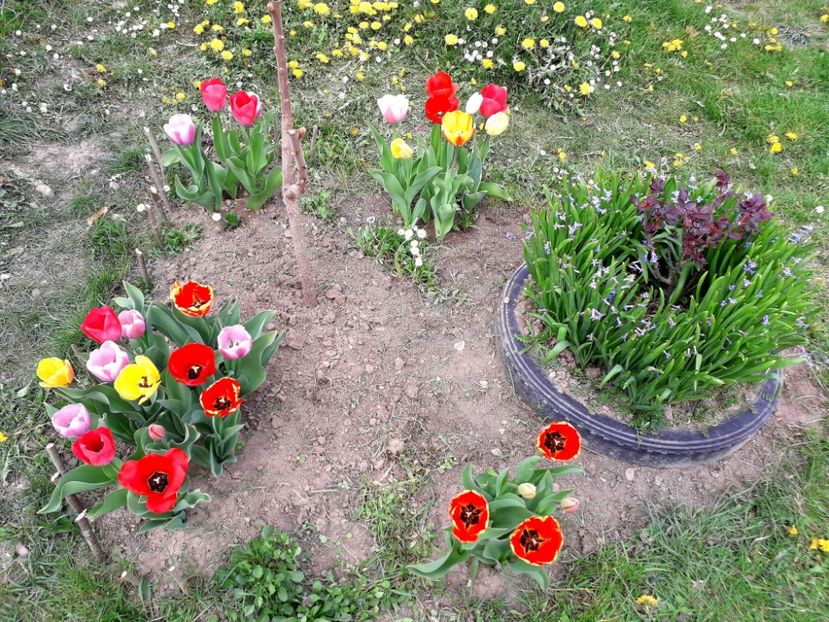  - AAAA_LALELE 2019_2020_2022_2023