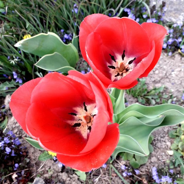  - AAAA_LALELE 2019_2020_2022_2023