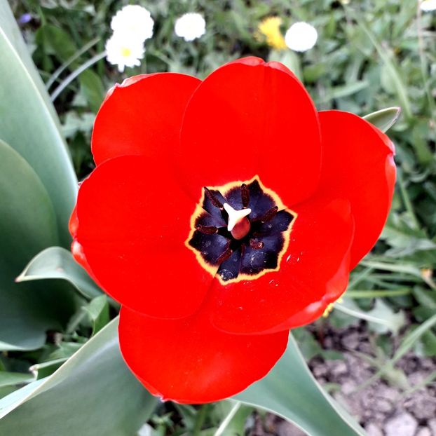  - AAAA_LALELE 2019_2020_2022_2023