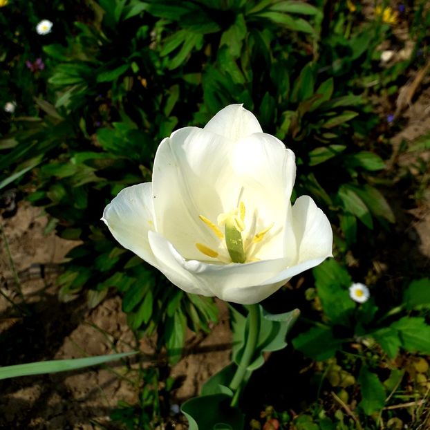  - AAAA_LALELE 2019_2020_2022_2023