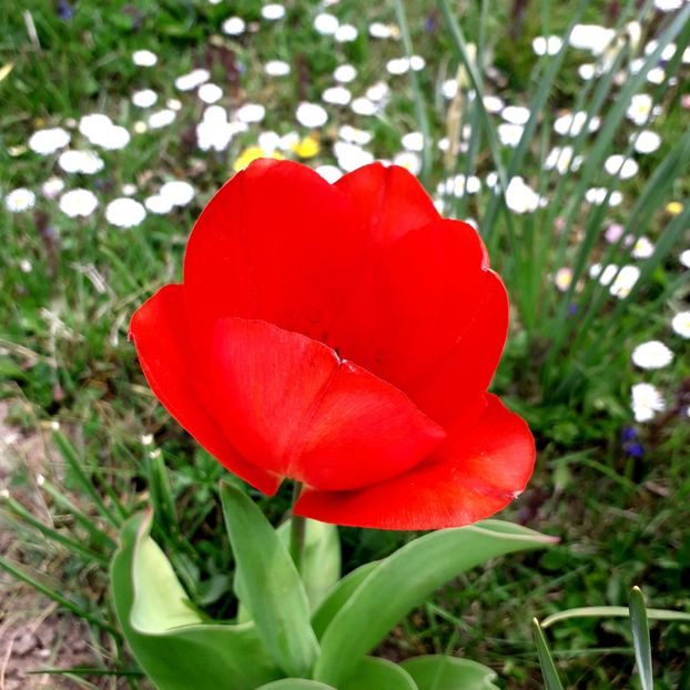  - AAAA_LALELE 2019_2020_2022_2023