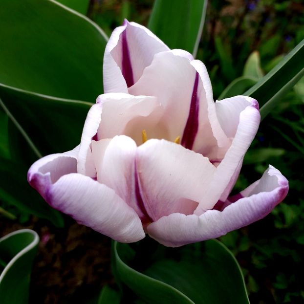  - AAAA_LALELE 2019_2020_2022_2023