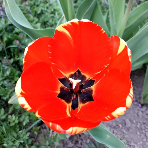  - AAAA_LALELE 2019_2020_2022_2023