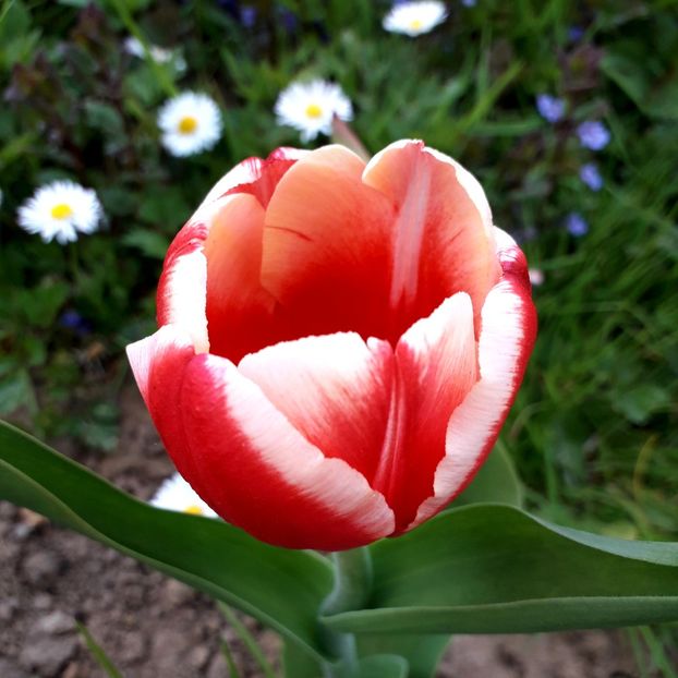  - AAAA_LALELE 2019_2020_2022_2023