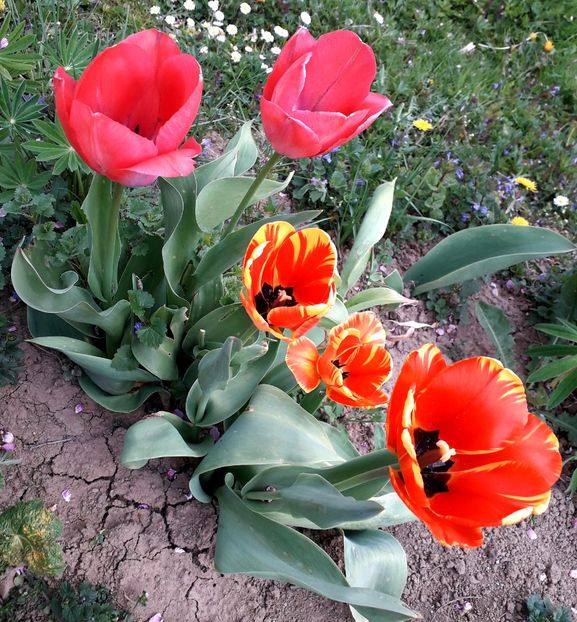  - AAAA_LALELE 2019_2020_2022_2023