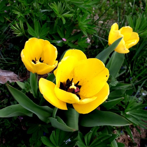  - AAAA_LALELE 2019_2020_2022_2023