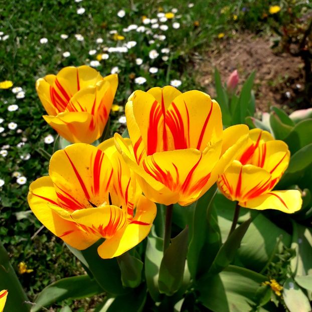  - AAAA_LALELE 2019_2020_2022_2023