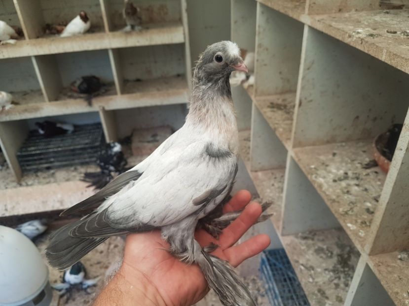  - Jucatori de Botosani