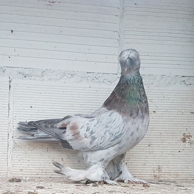  - Jucatori de Botosani