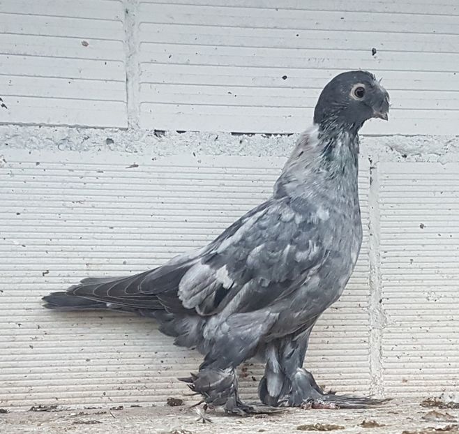  - Jucatori de Botosani