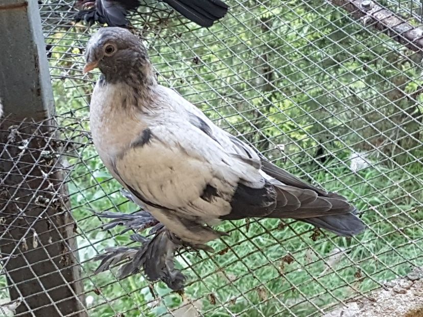 20190511_194425(0) - Jucatori de Botosani