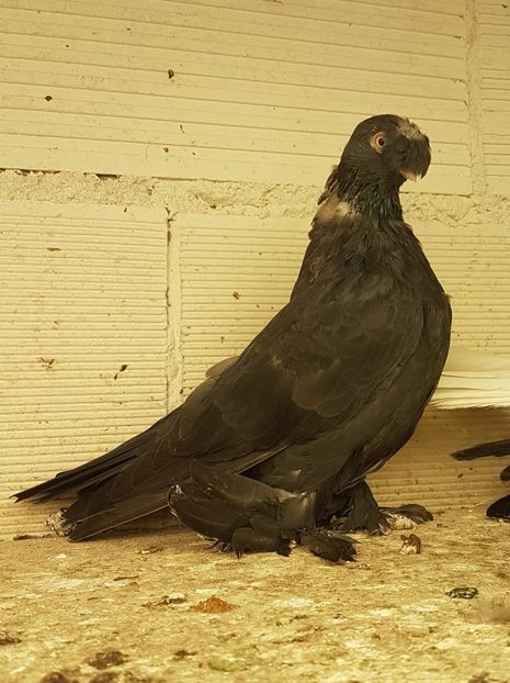 IMG-20200409-WA0086 - Jucatori de Botosani