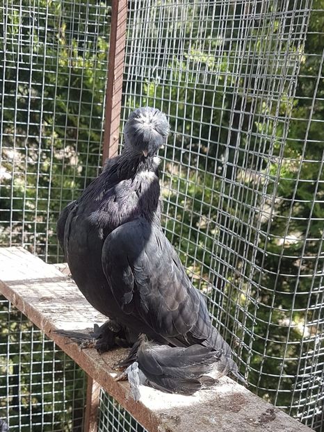 IMG-20200409-WA0087 - Jucatori de Botosani