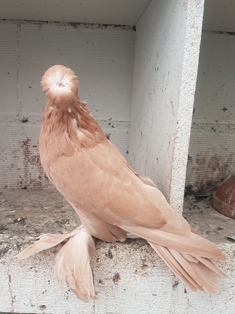  - Jucatori de Botosani