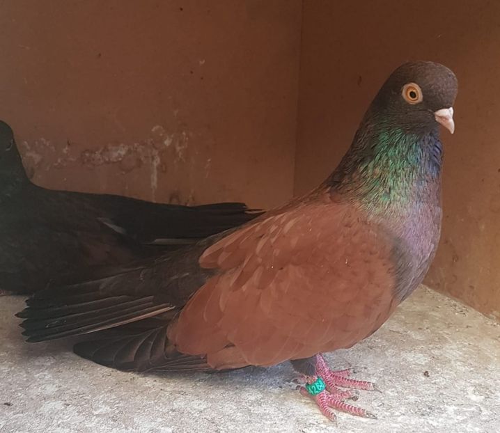 IMG-20200212-WA0000 - Orbetenii o rasa completa zbor si culoare