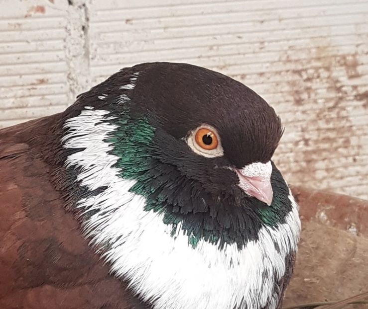  - Orbetenii o rasa completa zbor si culoare