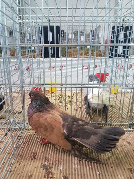  - Orbetenii o rasa completa zbor si culoare