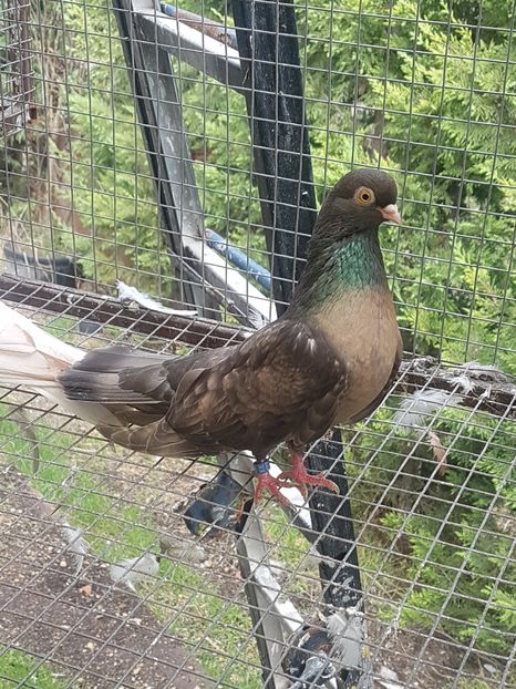  - Orbetenii o rasa completa zbor si culoare