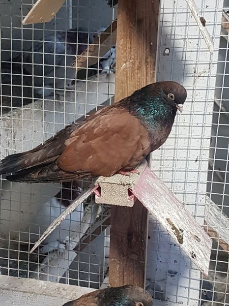  - Orbetenii o rasa completa zbor si culoare