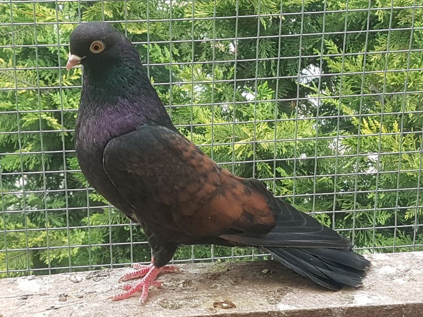  - Orbetenii o rasa completa zbor si culoare