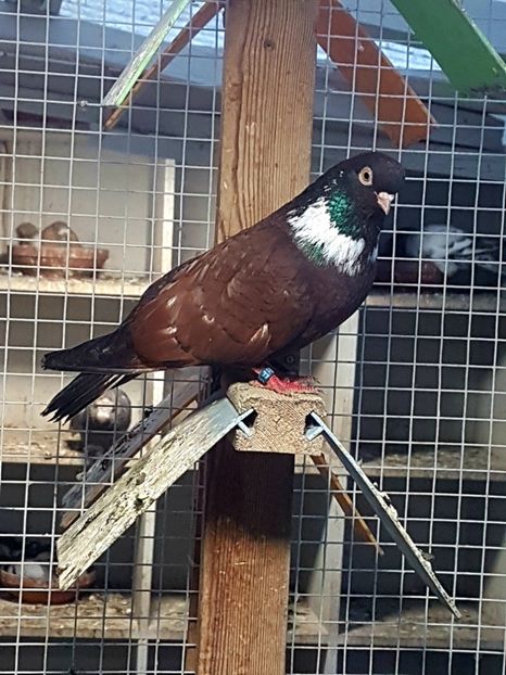  - Orbetenii o rasa completa zbor si culoare