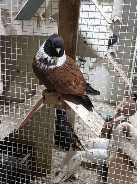  - Orbetenii o rasa completa zbor si culoare