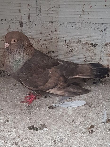  - Orbetenii o rasa completa zbor si culoare