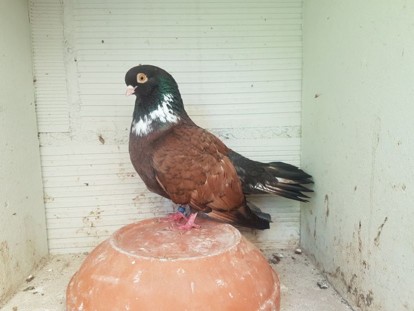  - Orbetenii o rasa completa zbor si culoare