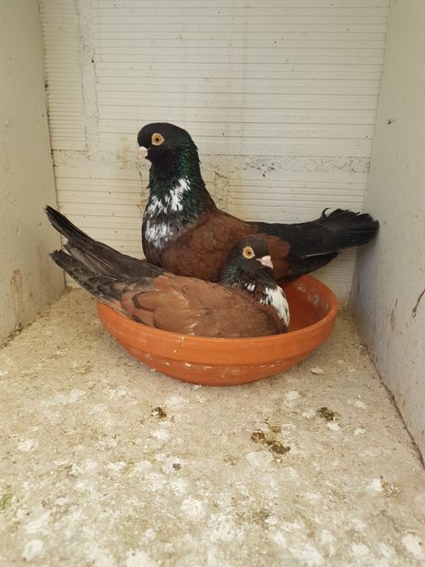  - Orbetenii o rasa completa zbor si culoare