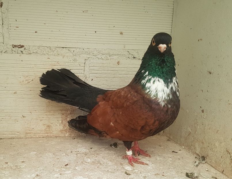  - Orbetenii o rasa completa zbor si culoare