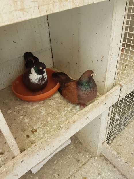  - Orbetenii o rasa completa zbor si culoare