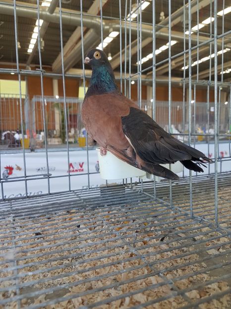  - Orbetenii o rasa completa zbor si culoare