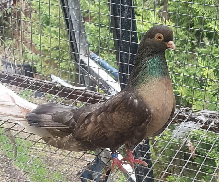  - Orbetenii o rasa completa zbor si culoare