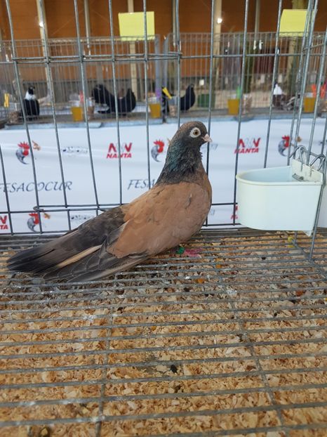  - Orbetenii o rasa completa zbor si culoare