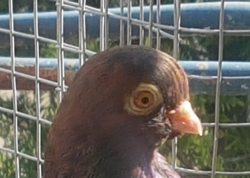  - Orbetenii o rasa completa zbor si culoare