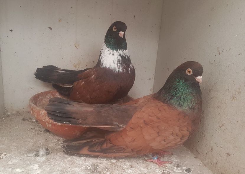  - Orbetenii o rasa completa zbor si culoare