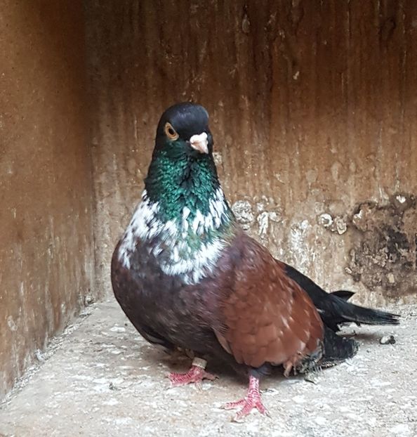  - Orbetenii o rasa completa zbor si culoare