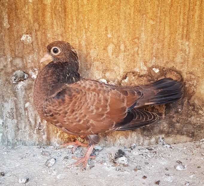  - Orbetenii o rasa completa zbor si culoare