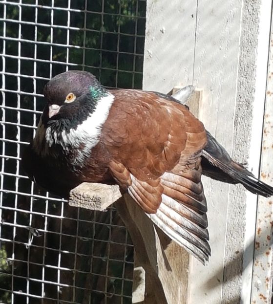  - Orbetenii o rasa completa zbor si culoare