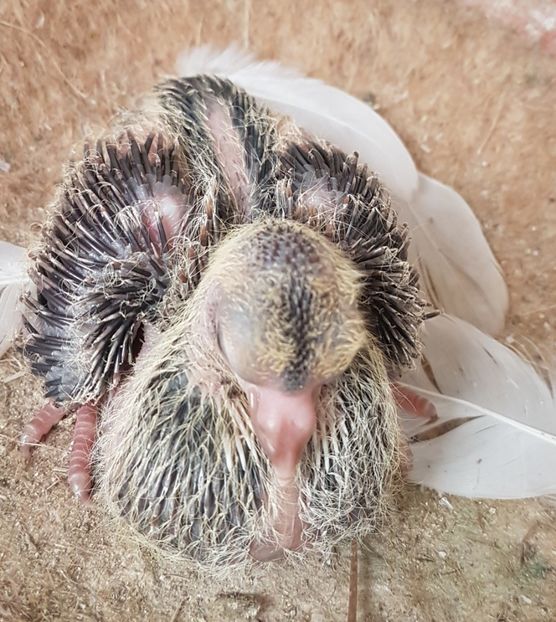  - Orbetenii o rasa completa zbor si culoare