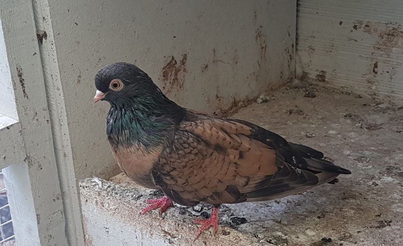  - Orbetenii o rasa completa zbor si culoare