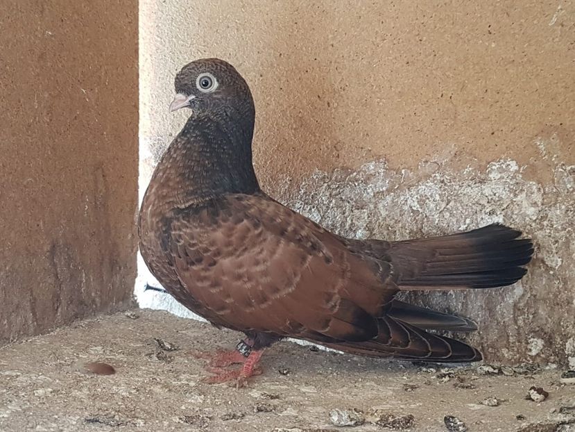 IMG-20200402-WA0048 - Orbetenii o rasa completa zbor si culoare