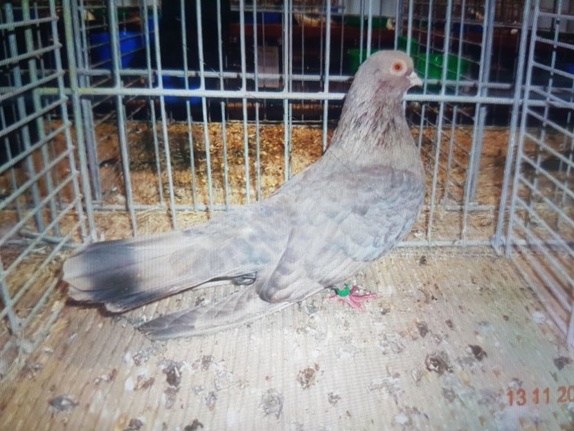  - Orbetenii o rasa completa zbor si culoare