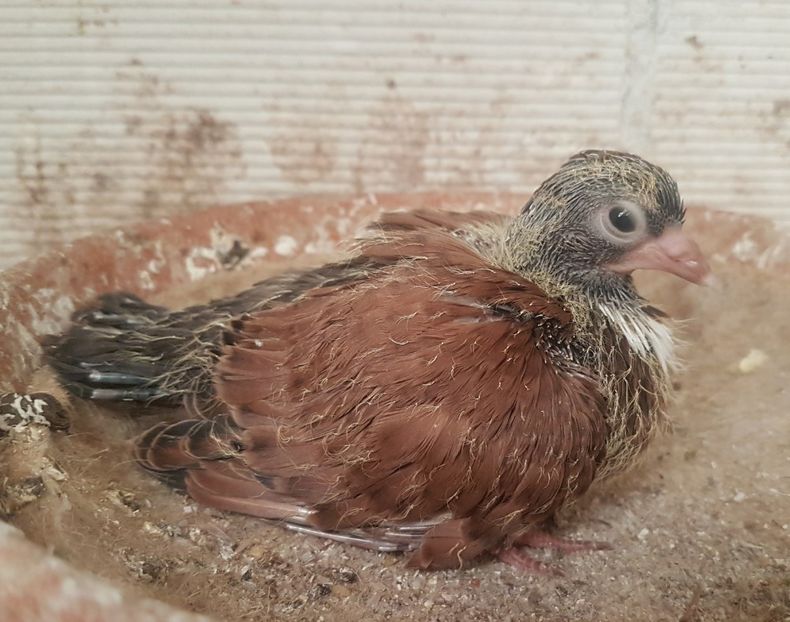  - Orbetenii o rasa completa zbor si culoare