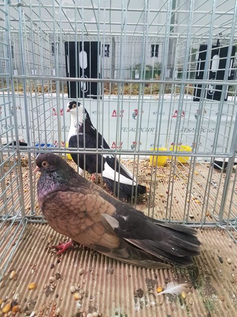  - Orbetenii o rasa completa zbor si culoare