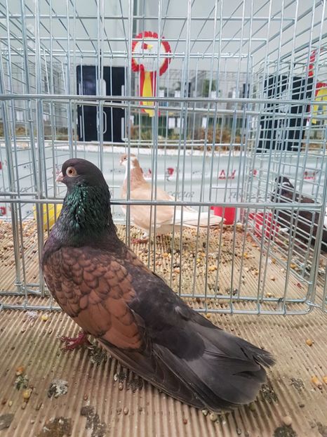  - Orbetenii o rasa completa zbor si culoare