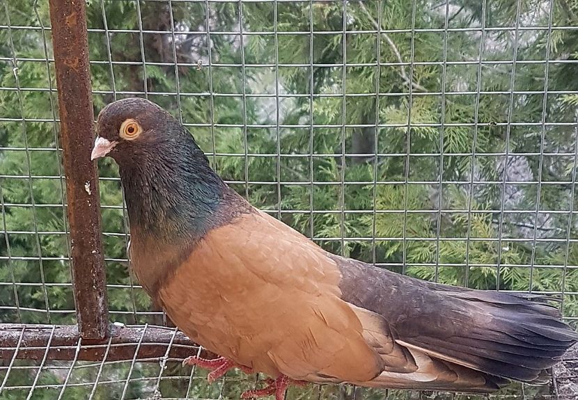  - Orbetenii o rasa completa zbor si culoare