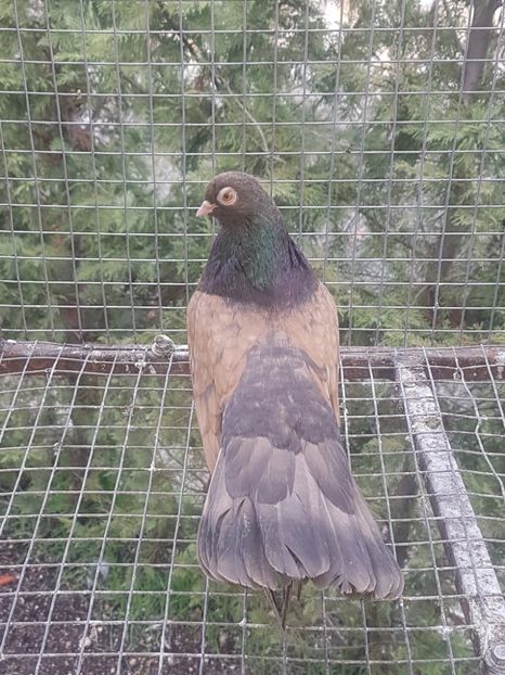  - Orbetenii o rasa completa zbor si culoare