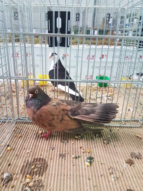  - Orbetenii o rasa completa zbor si culoare