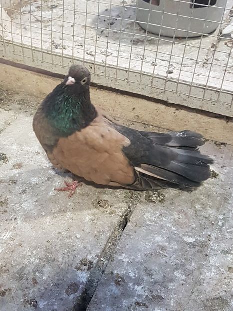  - Orbetenii o rasa completa zbor si culoare